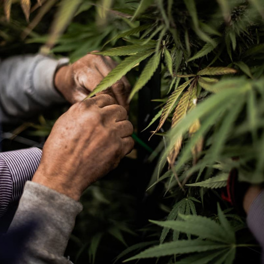 farmers hands in the field of cannabis