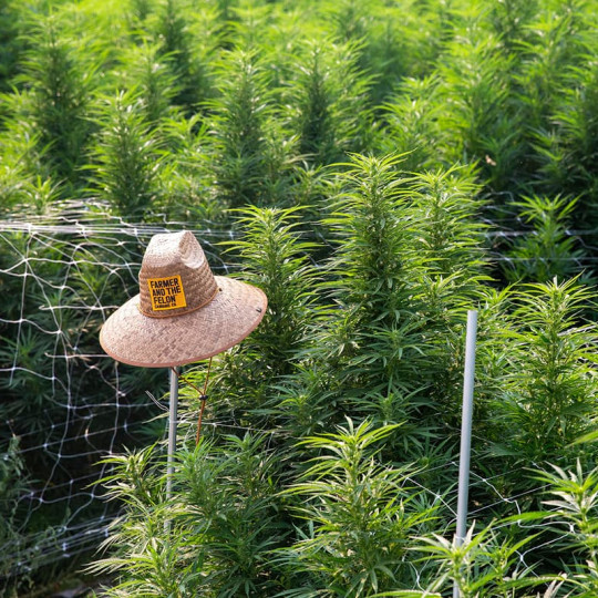 Photo of a field of cannabis