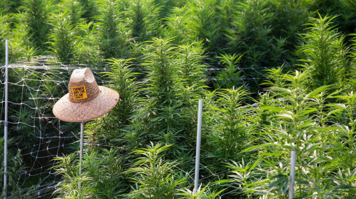 Photo of a field of cannabis