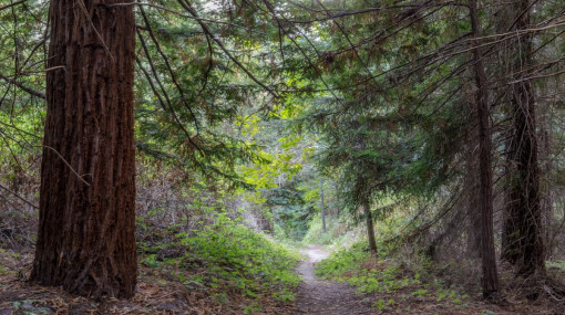 A view of Redwood Park, California