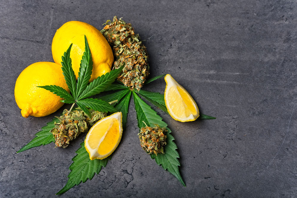 Lemons on a table with a cannabis leaf