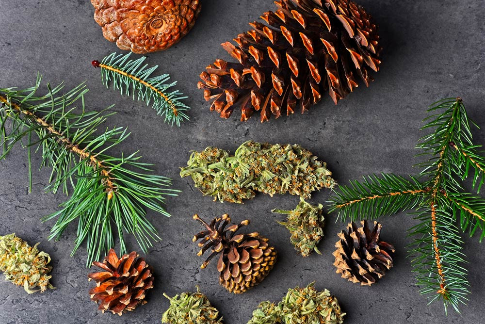 Pine needles pinecones and a cannabis bud