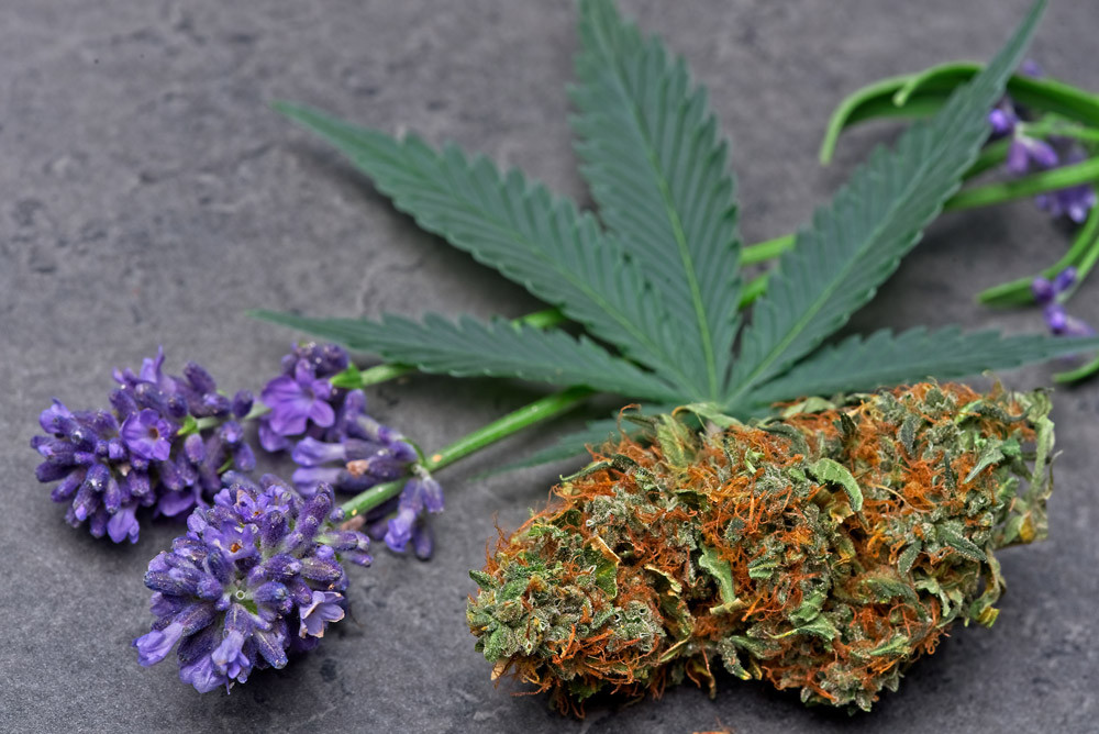 Lavender and a cannabis leaf
