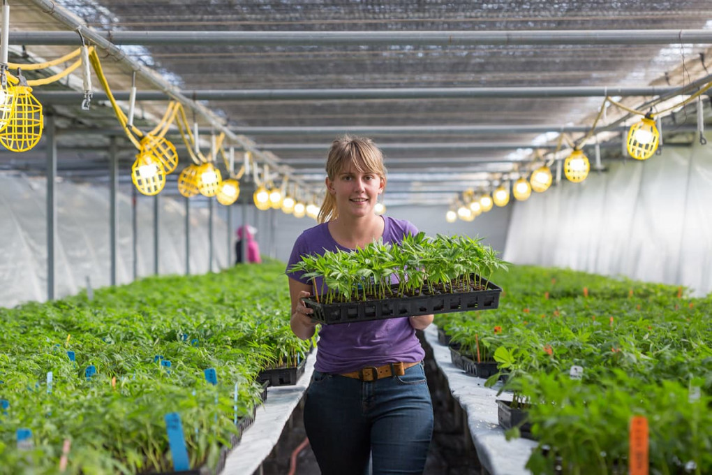 A woman carrying a tray of small cannabis plants