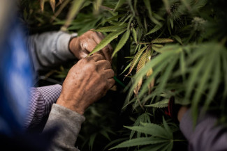 farmers hands in the field of cannabis